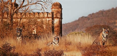 ranthambore in december|visiting ranthambore national park in september.